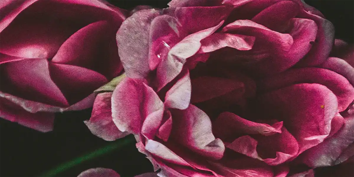 Deep pink roses with water droplets.