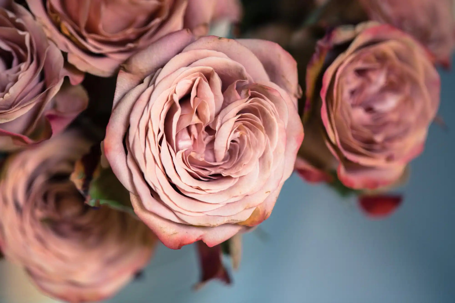 Dusty pink roses.