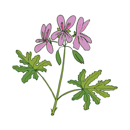 Pink-flowered geranium with green, lobed leaves.